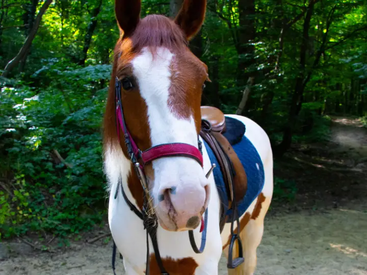 Not, a brown and white paint horse, in the forest at the base