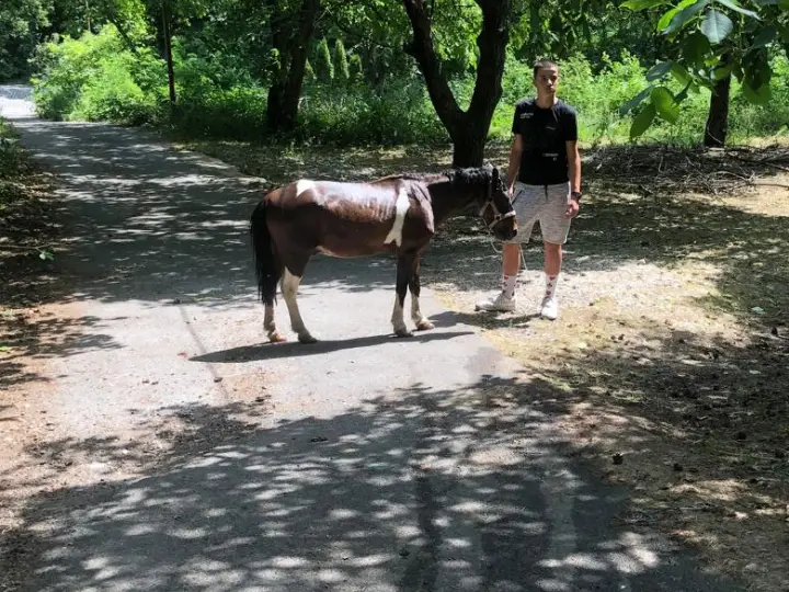 Poncho, a small brown pony, on a forest path