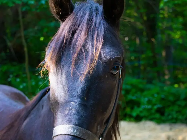 Hulk, a young black horse, at the base