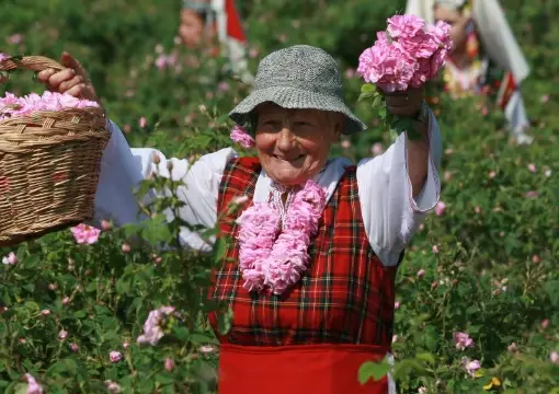 Rose picker in folk costume holding a basket of roses