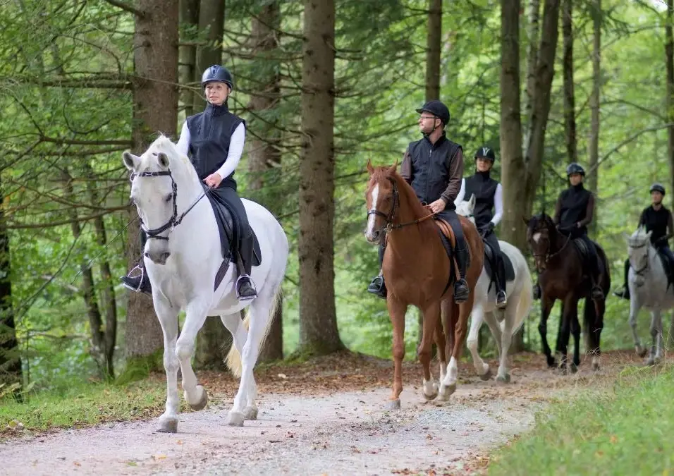 Riders on a white and a brown horse in the pine forest