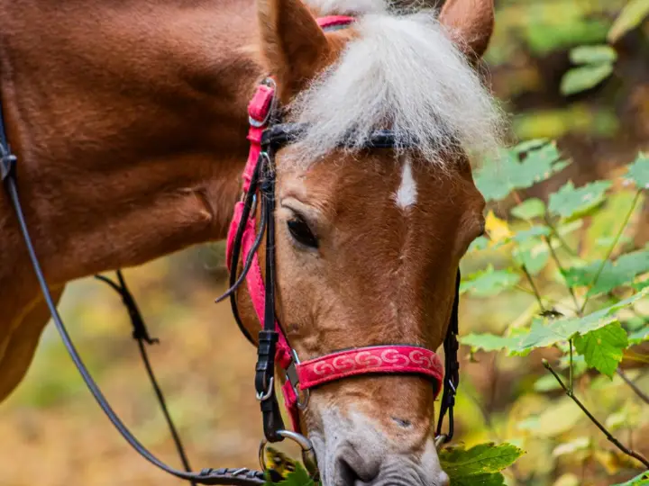 Burya, a chestnut horse with a light mane, in the autumn forest