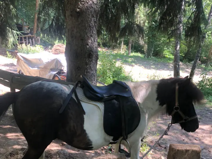 Rem, a black and white pony with a saddle