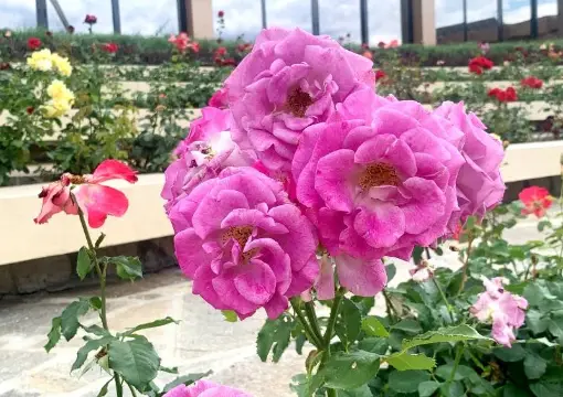 Pink Bulgarian roses in a rose garden
