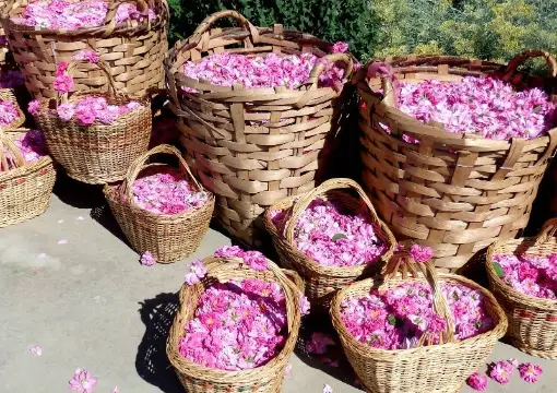 Baskets of freshly picked roses in the Valley of the Roses