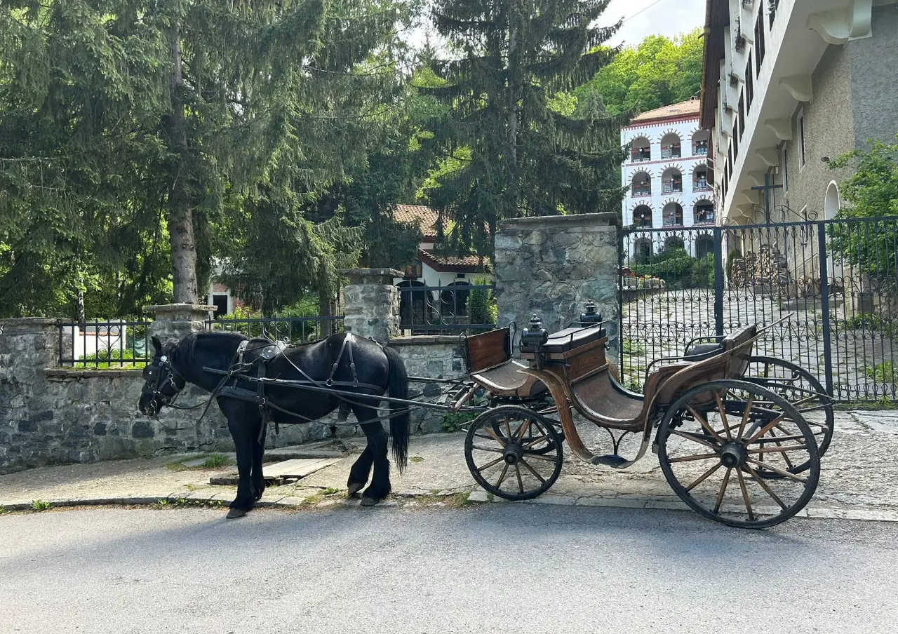 Черен кон, впрегнат във файтона, в Драгалевци